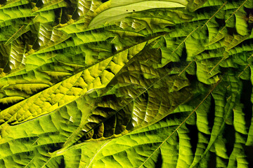 Fototapeta premium Folhas cumpridas de textura bem acentuada encontradas em planta nativa da Mata Atlântica brasileira. 