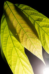 Folhas cumpridas de textura bem acentuada encontradas em planta nativa da Mata Atlântica brasileira. 