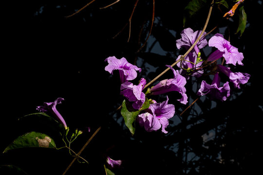 Ipom&eacute;ia, gl&oacute;rias-da-manh&atilde; flor cor de rosa da planta trepadeira. 