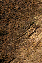 Textura de casca de árvore com relevo, musgo de cor verde e superfície cor marrom. 