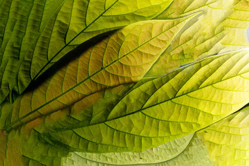 Folhas de cor verde e amarela com linda textura. 