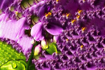 Superfície de pétalas de flor de cor lilás. 