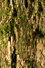 Textura de casca de árvore com relevo, musgo de cor verde e superfície cor marrom. 