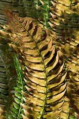 Superfície de folha seca com forte textura de cor marrom. 