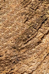Textura de casca de árvore com relevo, musgo de cor verde e superfície cor marrom. 