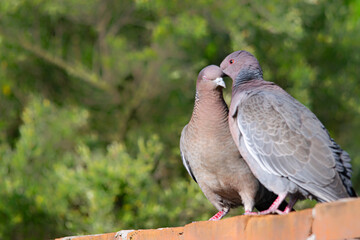Picazuro dove couple on a brick wall