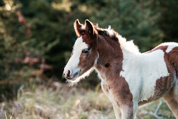 Fototapeta premium Irish Cob