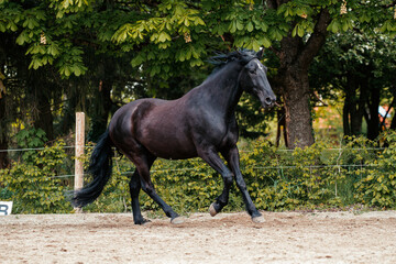 Mallorquin