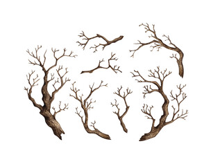 Tree without leaves, with dry bare branches set of watercolor illustration. Gothic Halloween driftwood decoration. Countryside isolated from background. For seasonal design winter, autumn.