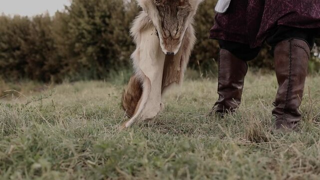 Barbarian warrior picks up the wolf skin from the ground
