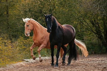Fototapeta premium Lusitano und Mallorquin