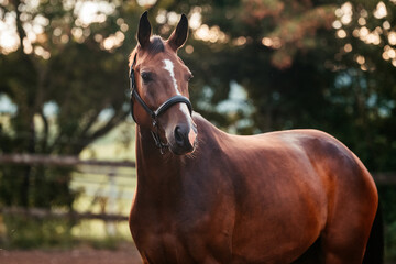 Fototapeta premium Bayrisches Warmblut