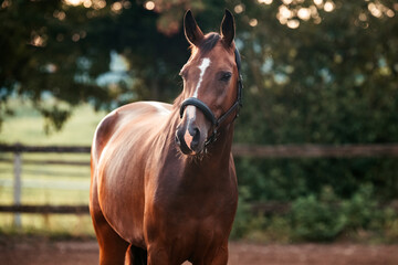 Fototapeta premium Bayrisches Warmblut