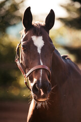 Bayrisches Warmblut