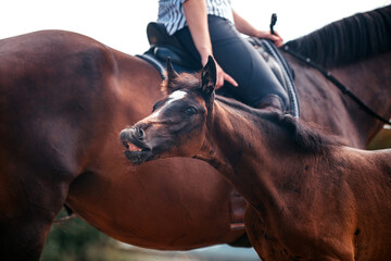 Bayrisches Warmblut