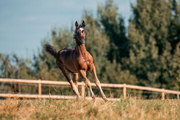 Bayrisches Warmblut