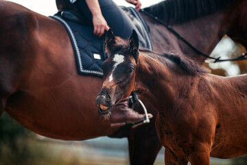 Bayrisches Warmblut