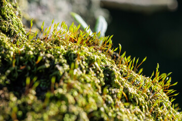 日の光を浴びる苔