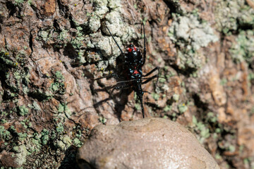 昆虫や動物の死骸を食べるサシガネ