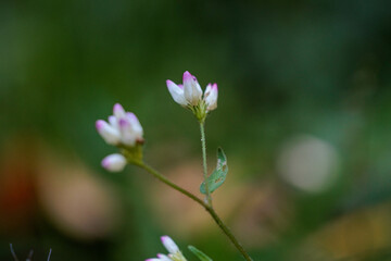 Obraz premium 秋の水辺に自生するミゾソバ