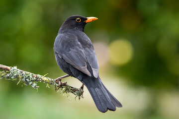 Close up of a Blackbird perched on a branch