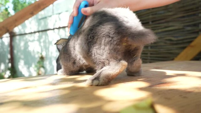 A lively gray rabbit scurries over a sunlit wooden table, its long ears bouncing in the light. A young woman takes care of a small gray rabbit with a special tool.