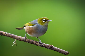 Silvereye or wax eye perched on branch isolated against out of focus background