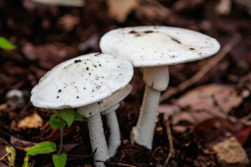 日陰に生息する白いキノコ