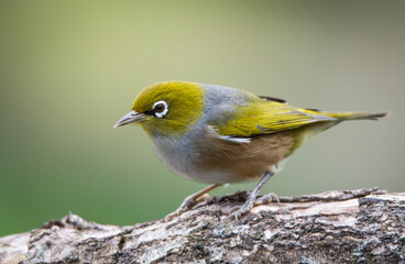 Silvereye or wax eye perched on branch isolated against out of focus background