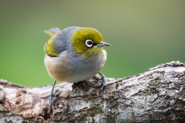 Silvereye or wax eye perched on branch isolated against out of focus background