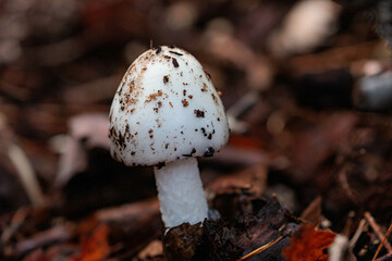 日陰に生息する白いキノコ