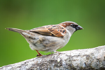 Close up of Common house sparrow perched on a branch