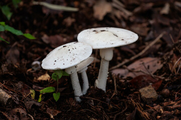 日陰に生息する白いキノコ