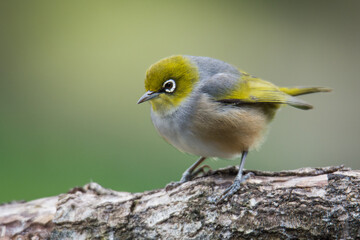 Silvereye or wax eye perched on branch isolated against out of focus background