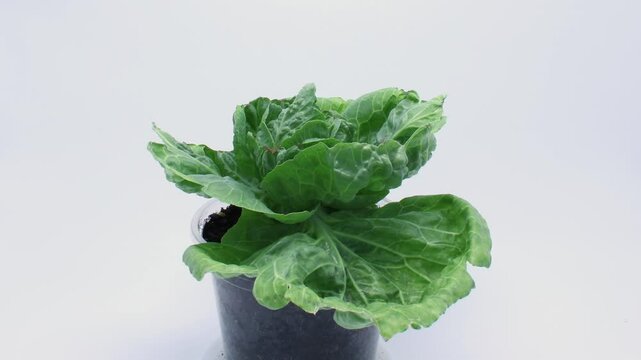 Time lapse of withering white cabbage while trying to grow plant in pot of soil placing in lightbox under controlled lighting conditions. Decided to stop watering at the end to let the plant wither
