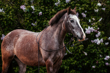 Obraz premium Ponymix im Frühjahr