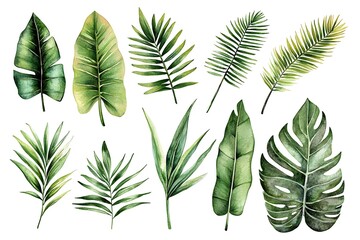 Collection watercolor paintings featuring palm leaves, banana leaves, and ferns, designed for seamless patterns and compositions.