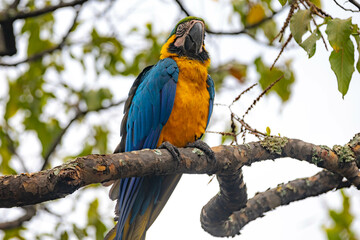 Wild tropical Brazilian Blue and Yellow Macaw. Blue and Yellow Macaw (Ara ararauna)