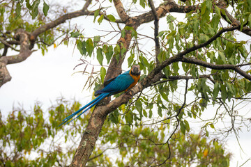 Wild tropical Brazilian Blue and Yellow Macaw. Blue and Yellow Macaw (Ara ararauna)