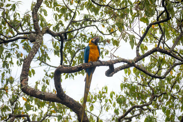Wild tropical Brazilian Blue and Yellow Macaw. Blue and Yellow Macaw (Ara ararauna)