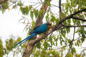 Wild tropical Brazilian Blue and Yellow Macaw. Blue and Yellow Macaw (Ara ararauna)