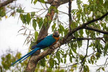Wild tropical Brazilian Blue and Yellow Macaw. Blue and Yellow Macaw (Ara ararauna)