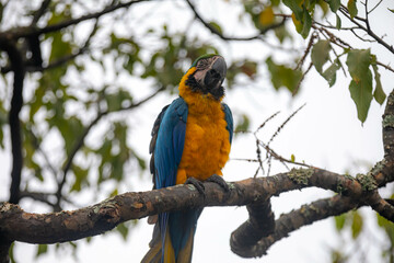 Wild tropical Brazilian Blue and Yellow Macaw. Blue and Yellow Macaw (Ara ararauna)