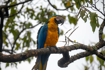 Wild tropical Brazilian Blue and Yellow Macaw. Blue and Yellow Macaw (Ara ararauna)