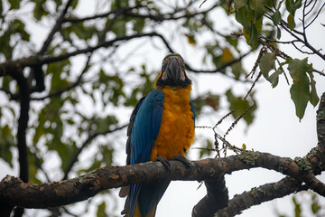 Wild tropical Brazilian Blue and Yellow Macaw. Blue and Yellow Macaw (Ara ararauna)