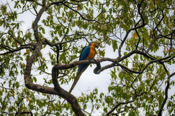 Wild tropical Brazilian Blue and Yellow Macaw. Blue and Yellow Macaw (Ara ararauna)