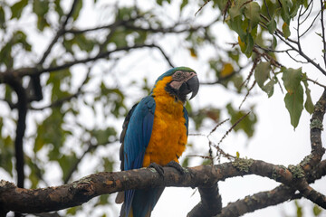 Wild tropical Brazilian Blue and Yellow Macaw. Blue and Yellow Macaw (Ara ararauna)