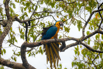 Wild tropical Brazilian Blue and Yellow Macaw. Blue and Yellow Macaw (Ara ararauna)