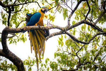 Wild tropical Brazilian Blue and Yellow Macaw. Blue and Yellow Macaw (Ara ararauna)