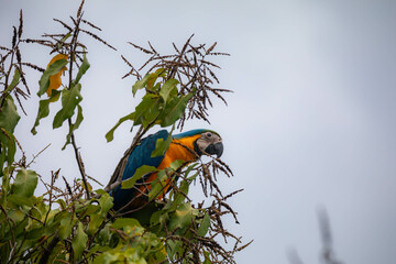 Wild tropical Brazilian Blue and Yellow Macaw. Blue and Yellow Macaw (Ara ararauna)